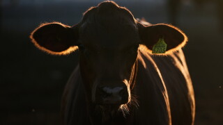 Mexico US Cattle Exports