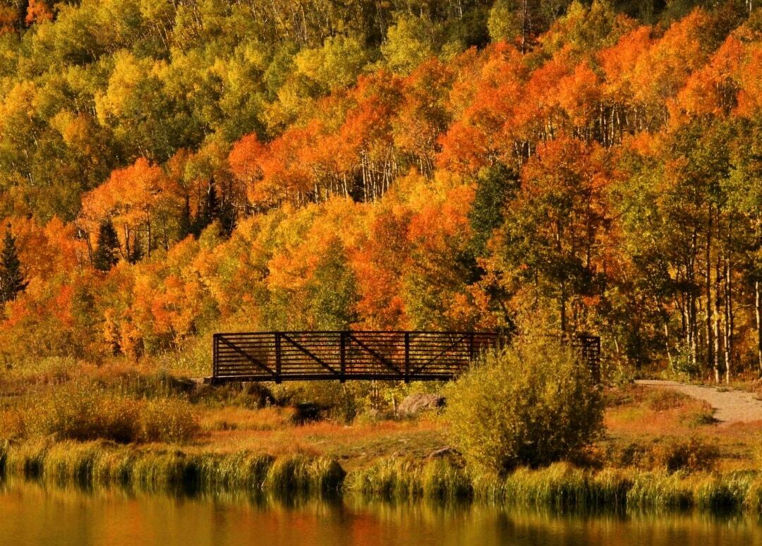 Grand Mesa changing leaves_Melania Rontino