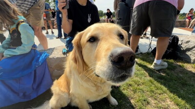 closeup of dog.jpg