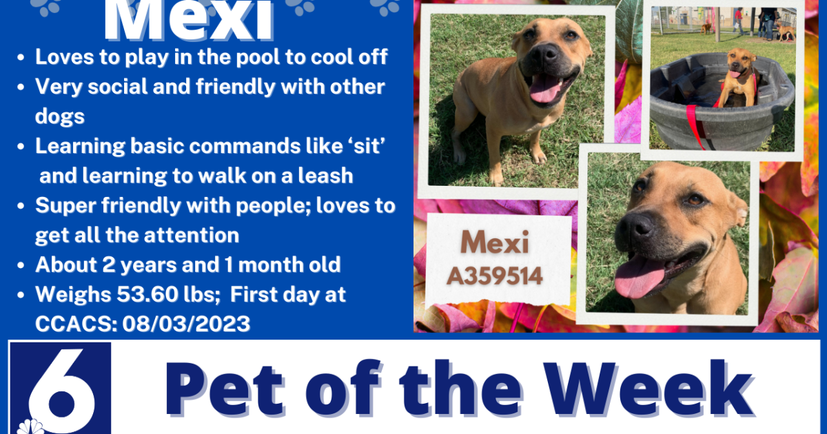 Pet of the Week: Mexi - Vimarsana News
