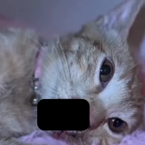 Cat arrest 2.png