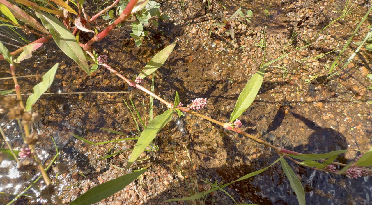 water in meadow