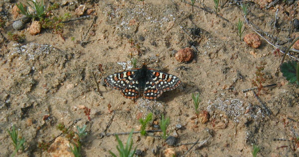 Activists File Petition To Protect Endangered Butterfly In San Diego County