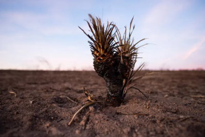 A burned yucca stands in a field after the Smokehouse Creek fire March 3, 2024, in Hemphill County, Texas. Firefighters completely contained the fire on Saturday, nearly three weeks after it began.