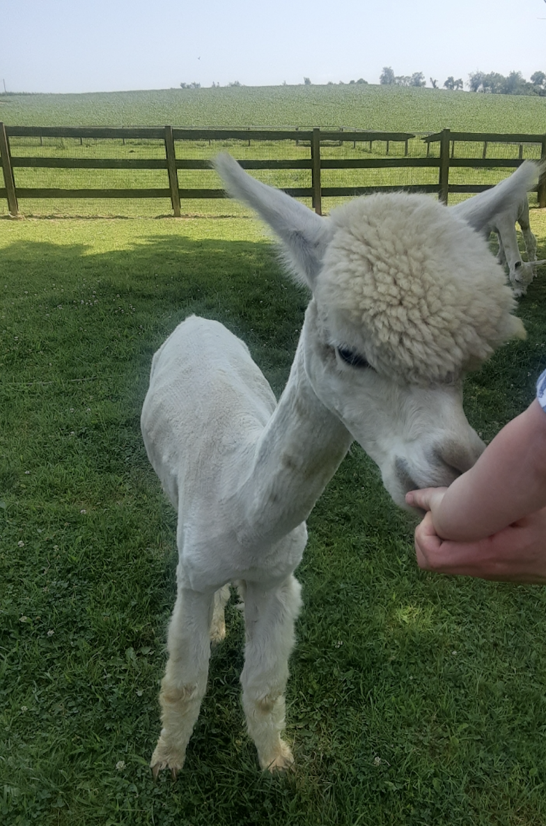 Baugher's Orchard/Petting Farm
