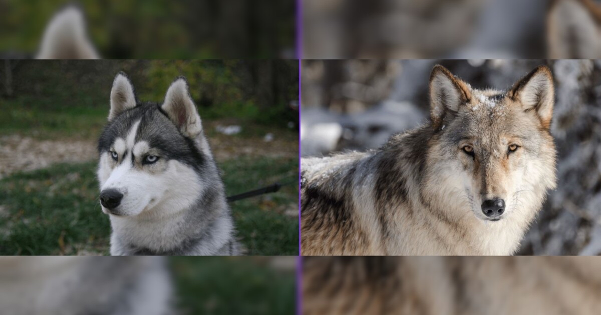 Montana woman ignites fury after posting photos of shot and skinned dog