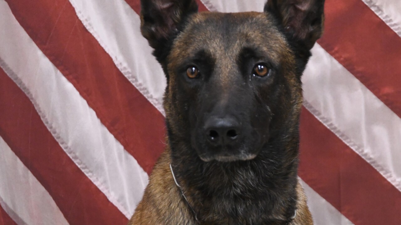 Avondale K9 Rico