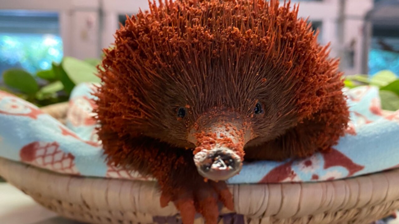 Meet an adorable, spiky baby echidna