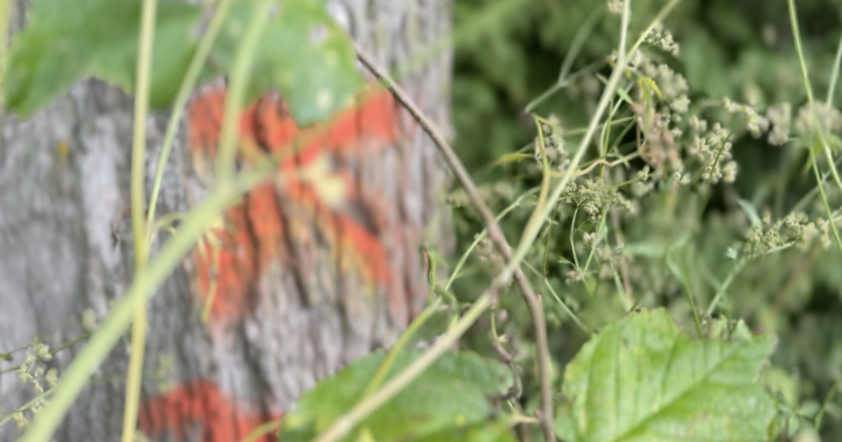 Kalamazoo Co. neighbors fight plan to cut down 8,000 trees along country roads