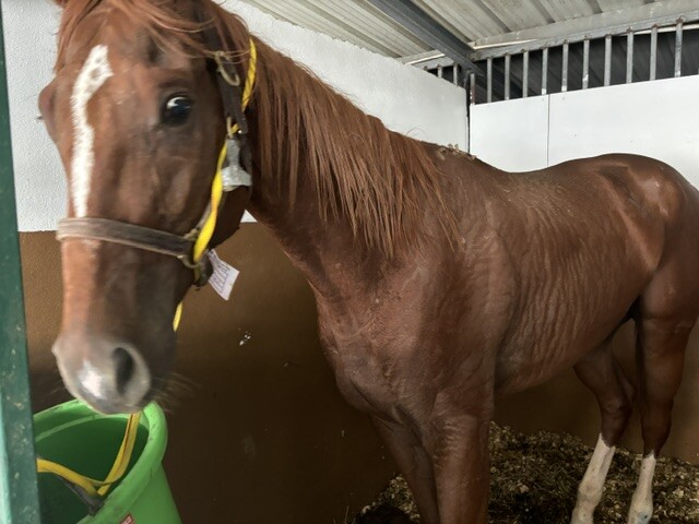 Mister Catholic shipped back to the states after being starved