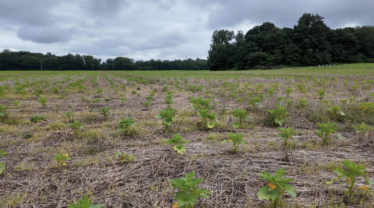 Screenshot 2025-07-31 at 6.07.20 PM.png