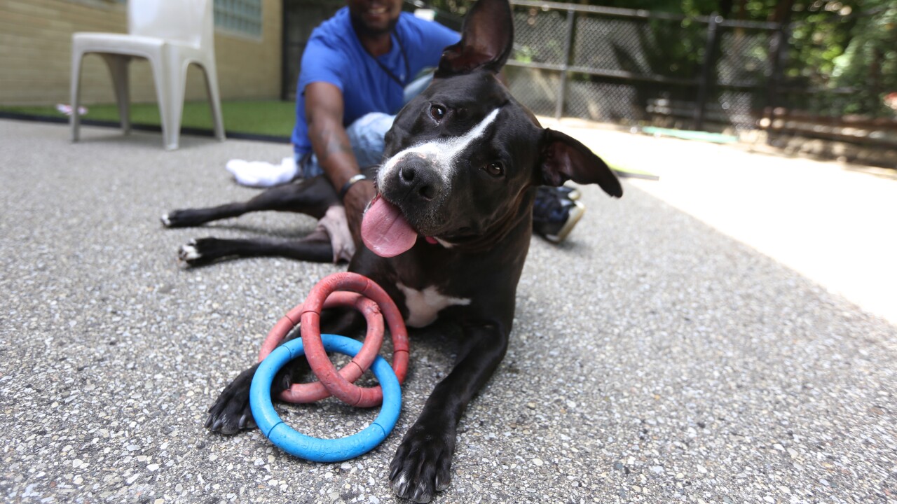 WCPO_EvictedPets_4.jpg