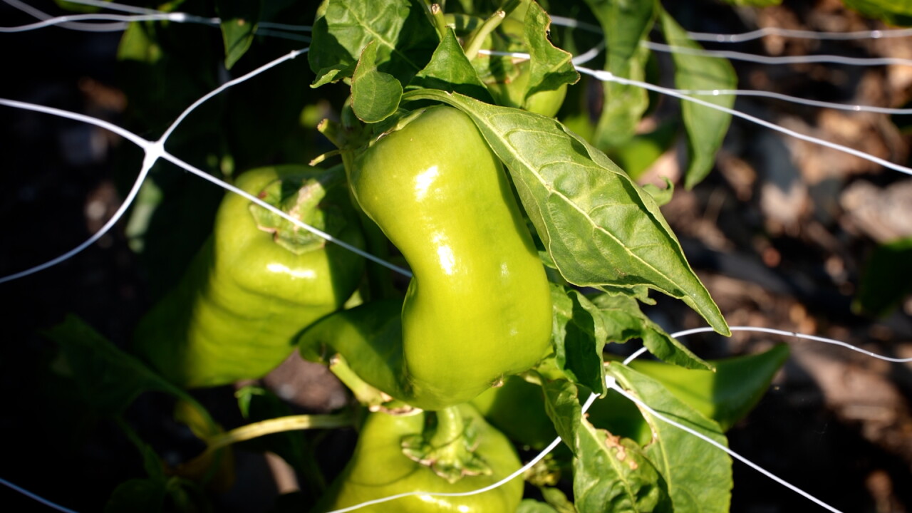 pepper pictire.jpg
