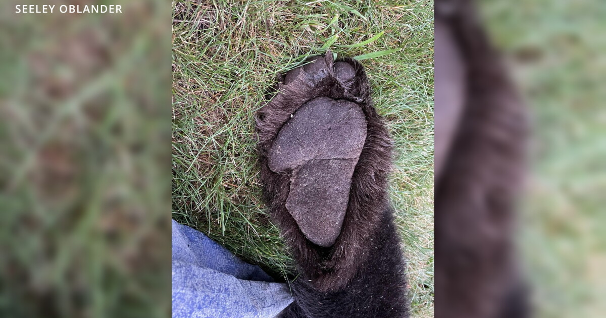 Montana wildlife officials say shooting of bear in Luther home justified - Vimarsana News