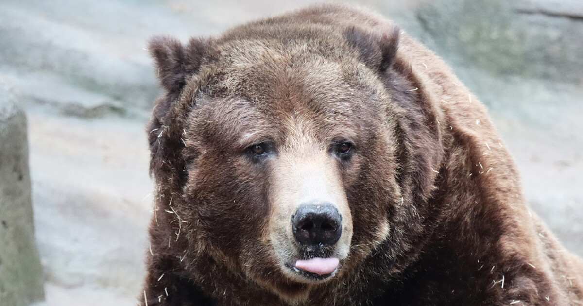 Teddy bear drive launched after John Ball Zoo's 'gentle giant' passes away - Vimarsana News