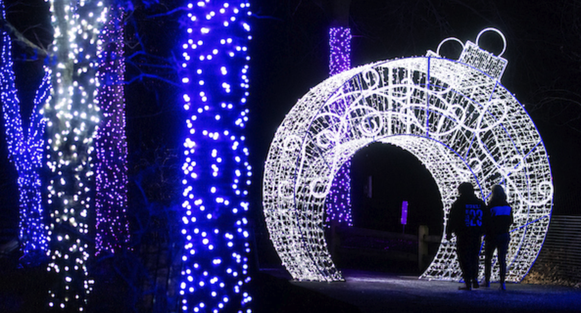Wild Winter Lights