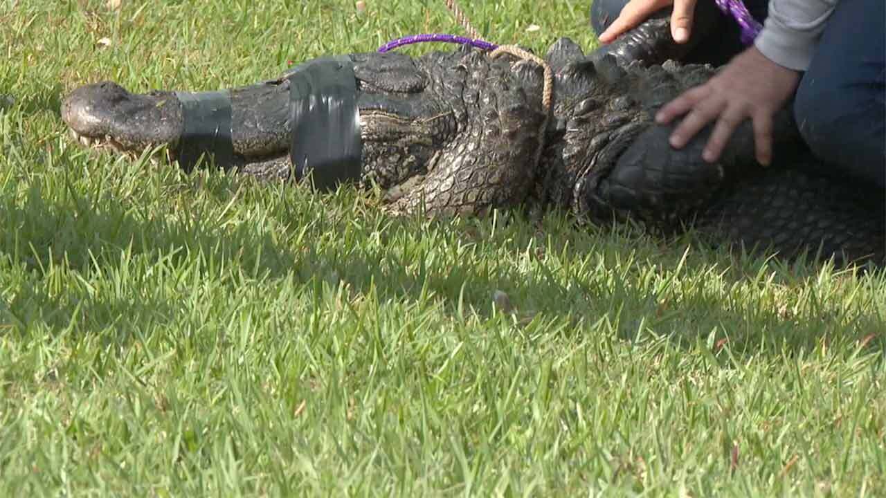 The 10-foot alligator was caught by hunters after it killed 85-year-old Gloria Serge from St. Lucie County.