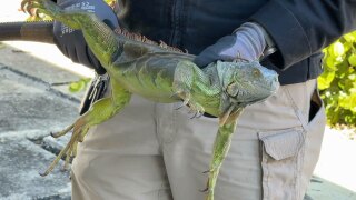 Iguanas at Tequesta FWC office 