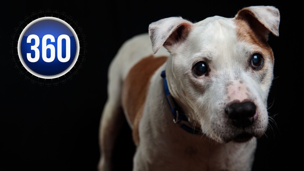 Aurora Councilman Wants To Eliminate The Citys Pit Bull Ban