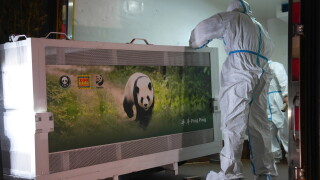 China US Pandas