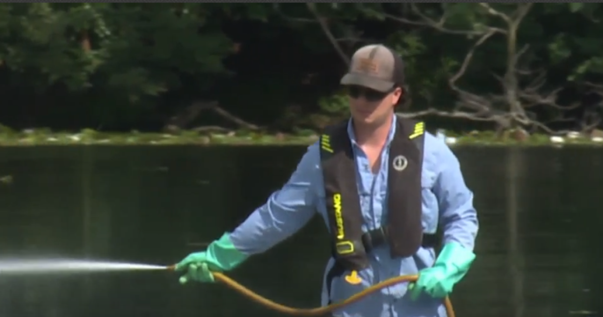 Treatment now underway to address lily pad issue at Tarsney Lake