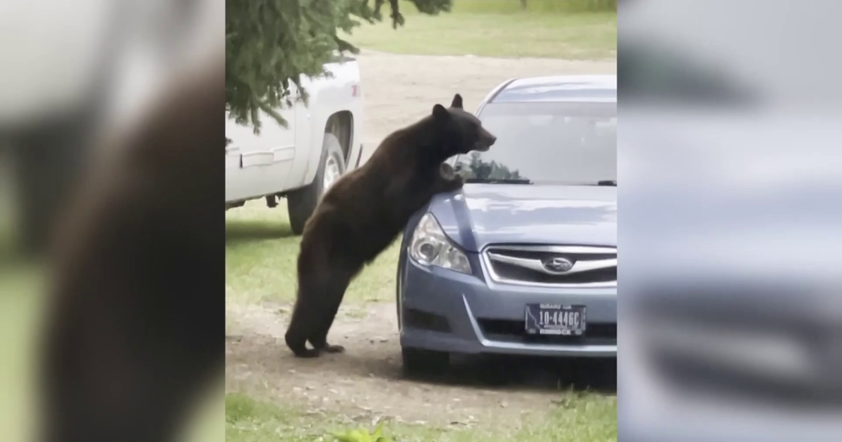 Red Lodge sees increase in bear activity - Vimarsana News