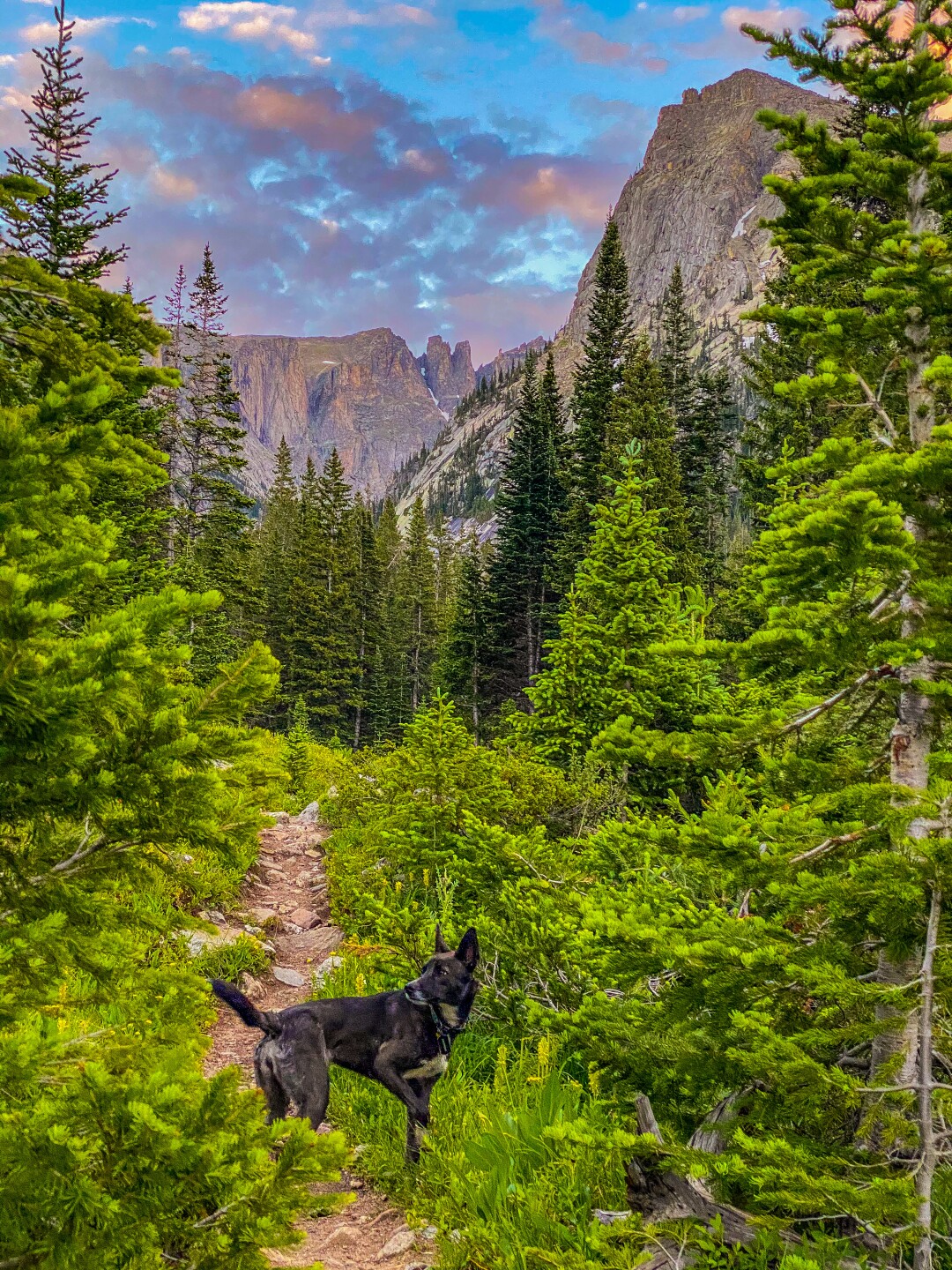 Jonathan Mather's dog_barefoot 14ers