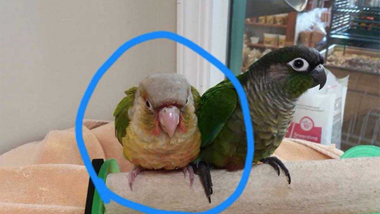 Baby bird stolen from Willoughby pet store in danger of dying Baby bird stolen from Willoughby pet store in danger of dying