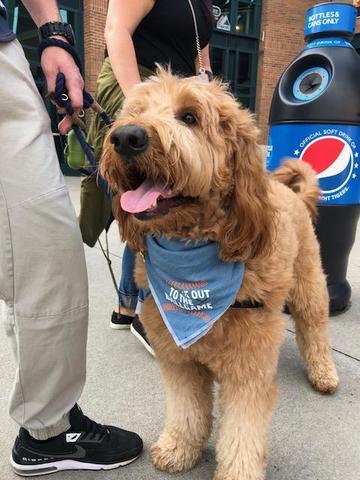 Tigers host first Bark at the Park night of 2018 season