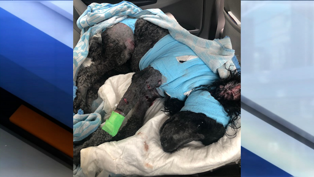 POODLE-004.png