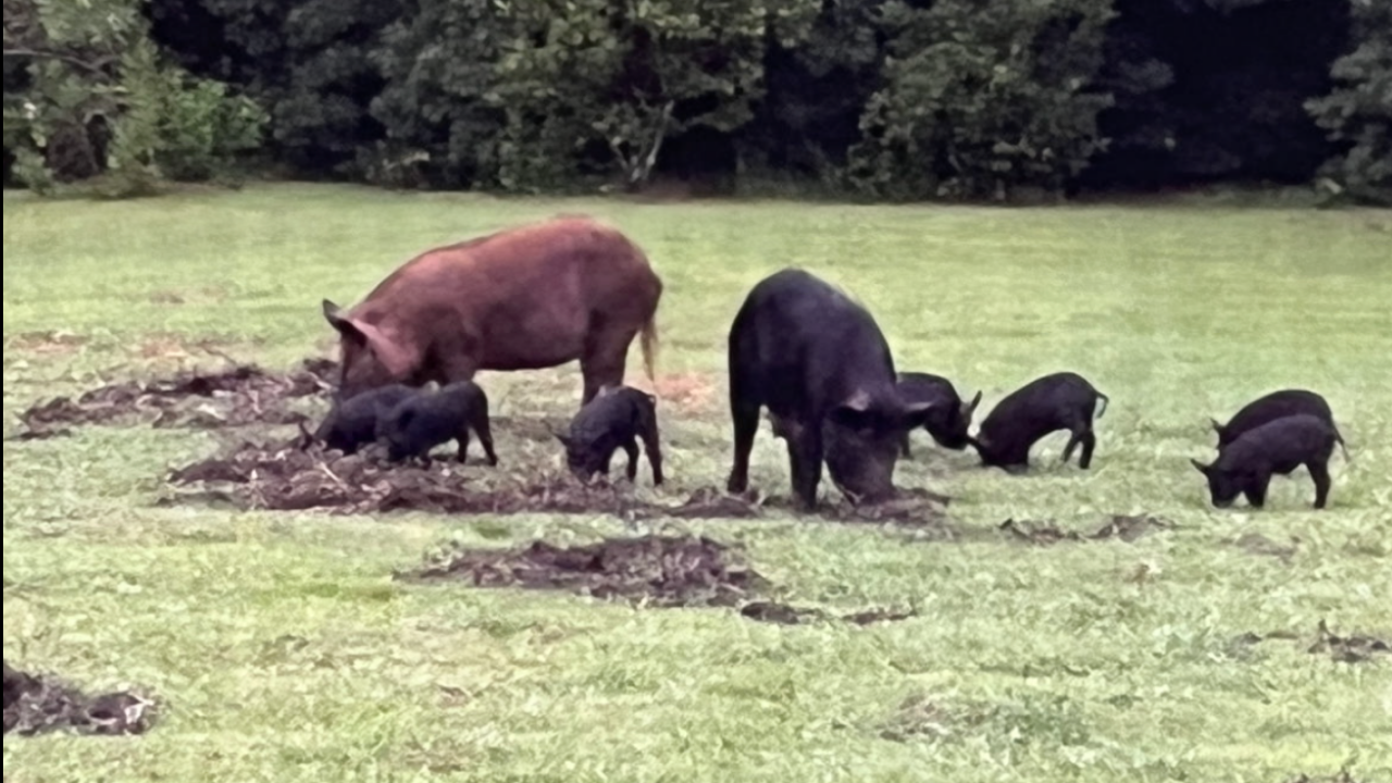 Sun City Center community being overrun with wild hogs WFTS.png