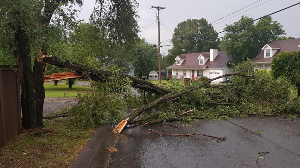 treesdown.jpg