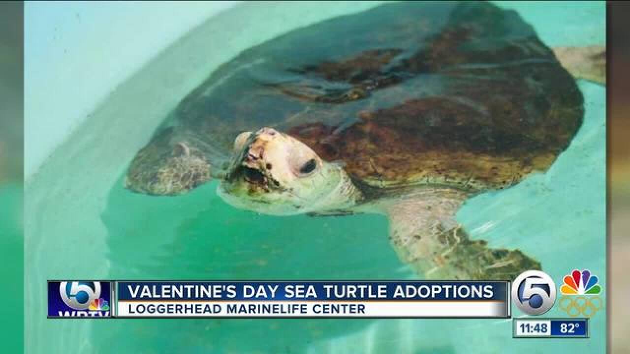 Valentine's Day sea turtle adoptions at Loggerhead Marinelife Center
