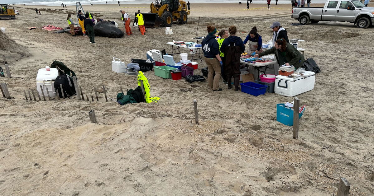 Euthanized whale to be buried in sand after washing ashore in Nags Head - Vimarsana News