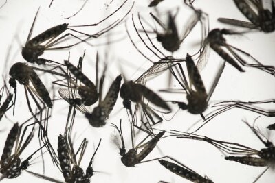 Mosquitoes