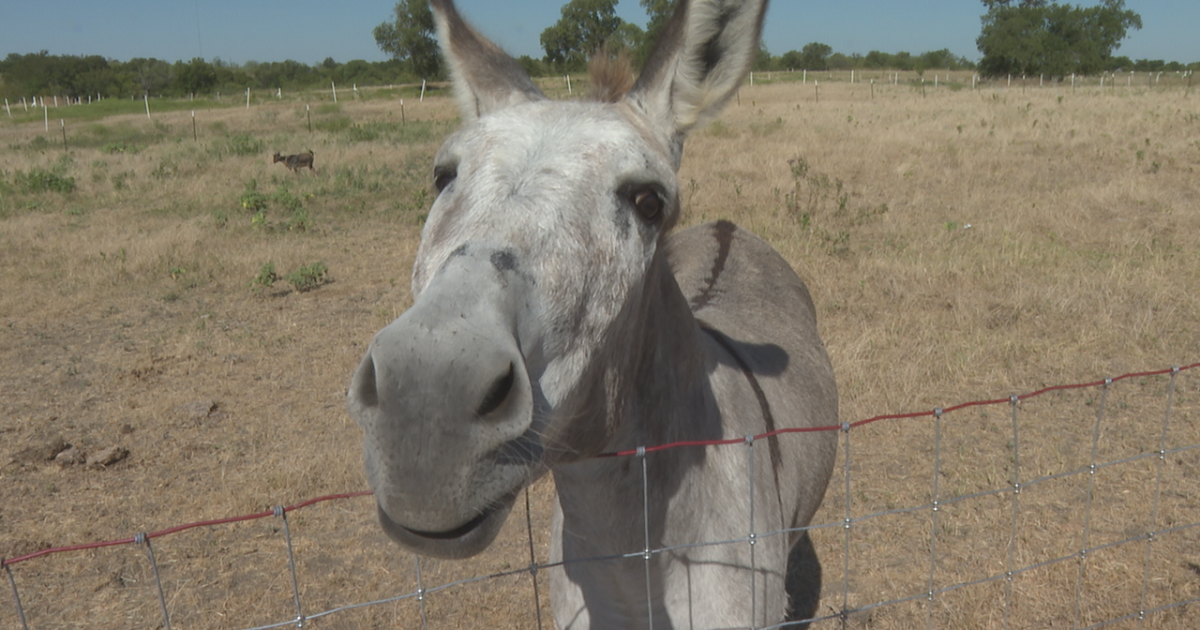 Summit School students welcomed back to school by new donkey and goats - Vimarsana News