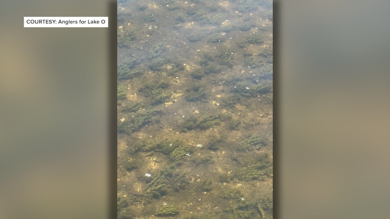 SAV regrowing in Lake O