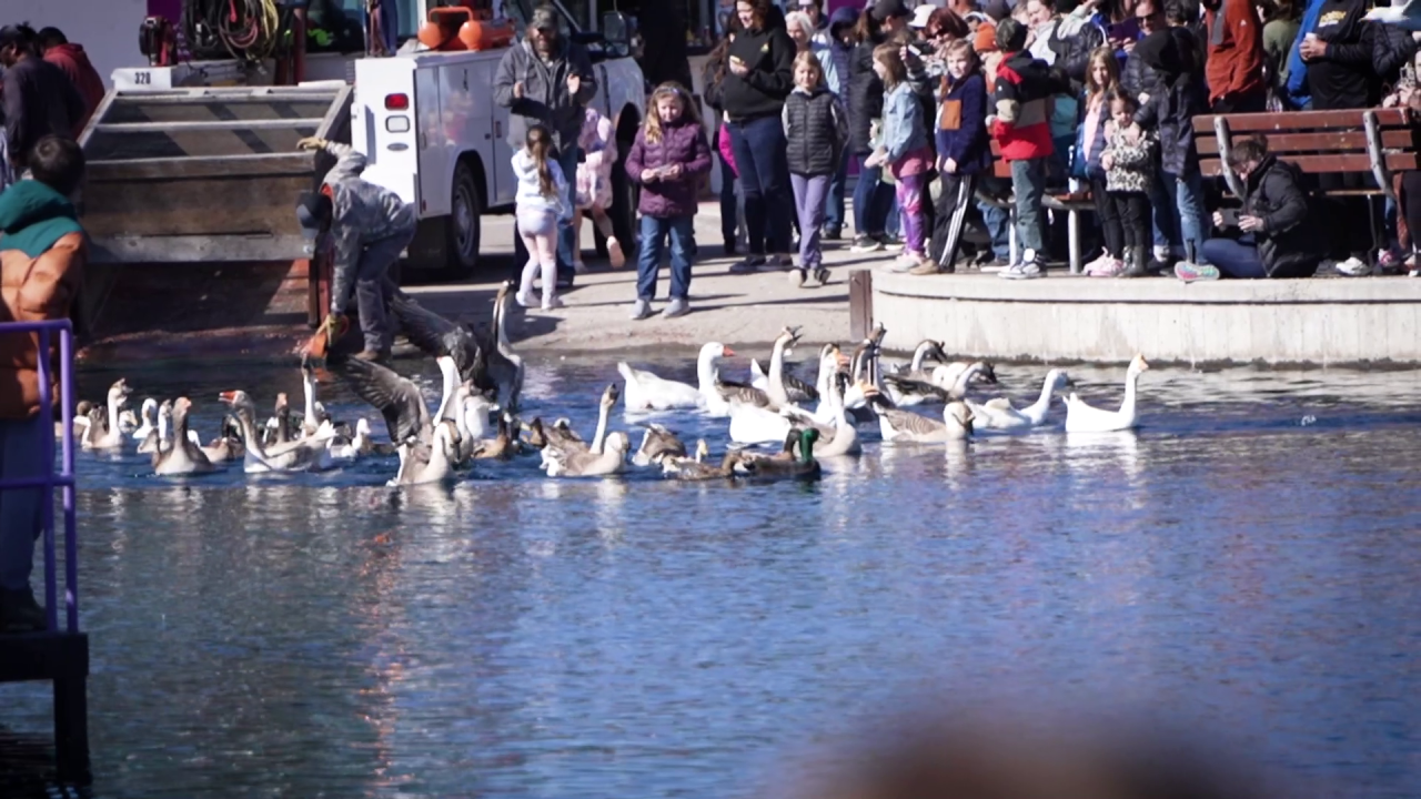 Waterfowl released back into Gibson Pond 
