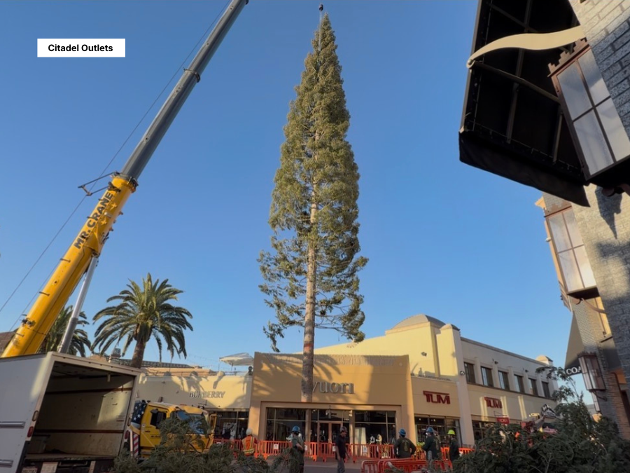 tall_christmas_tree_citadel_outlets1.png