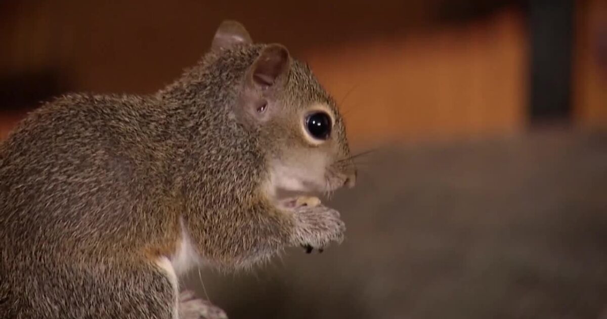 A Wilder View: Finding out how rodents talk