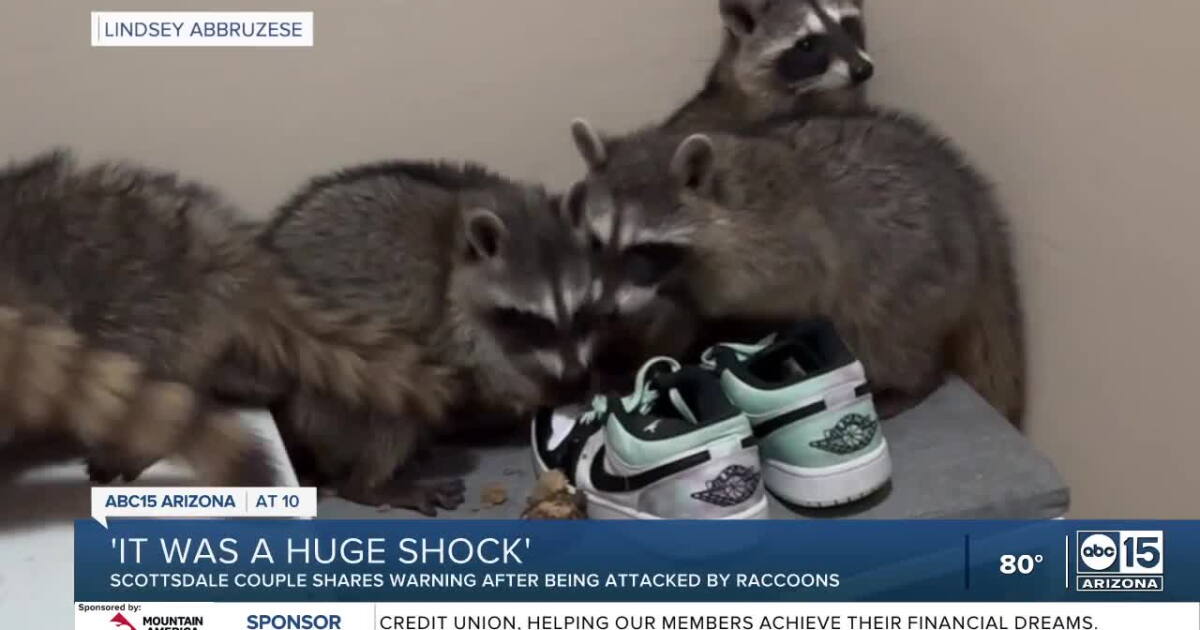 Phoenix Raccoons Valley couple bitten after family of raccoons enters Scottsdale home