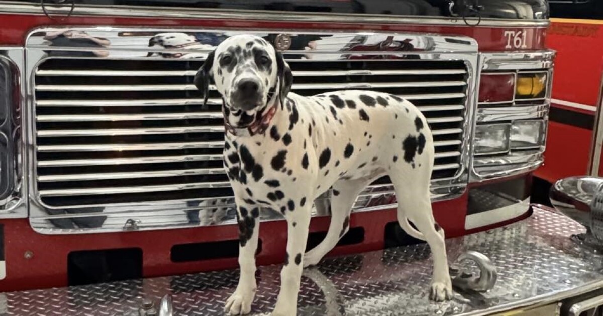 The Newest Member of East Bernstadt Fire and Rescue: Meet Tiller, the 6-Month-Old Dalmatian