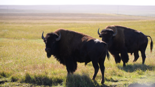 blackfeet nation buffalo.png