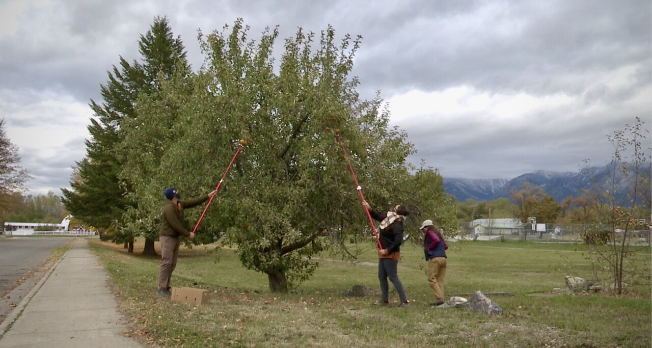 CSKT Fruit Gleaning program helps communities pick apples and more