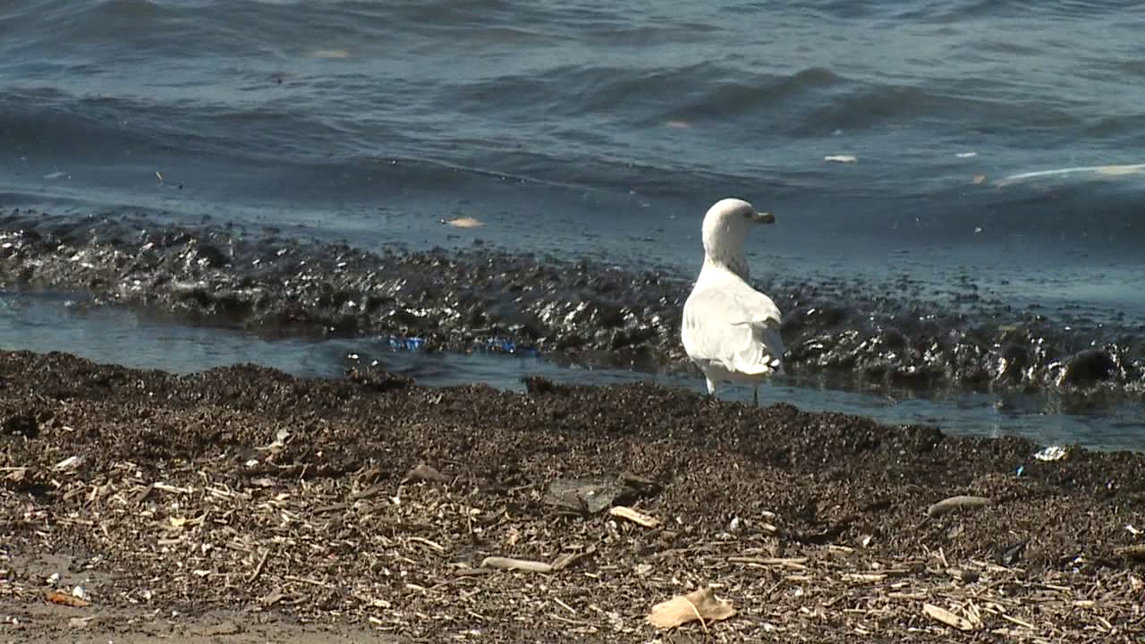 Plastic pollution harms wildlife that can mistake plastic for food