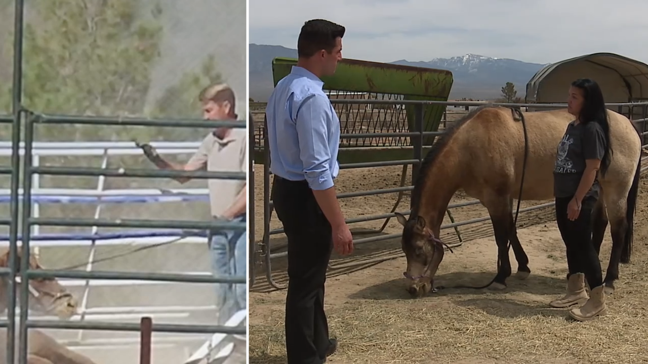 Rex Frehner Horse owner speaks out following alleged animal abuse from missing ...