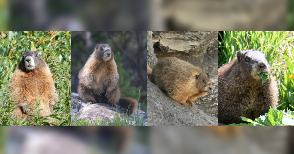 It's time to meet the furry contenders participating in Fat Marmot Week