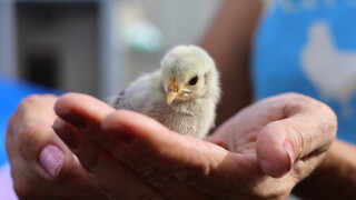 Baby chick