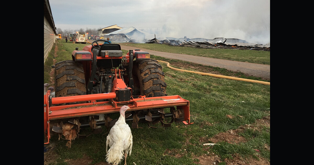 Nearly 11,000 turkeys killed in Frederick County barn fire