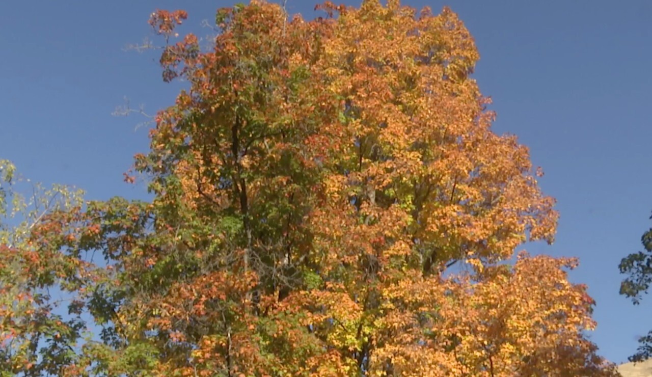 Fall Foilage Missoula